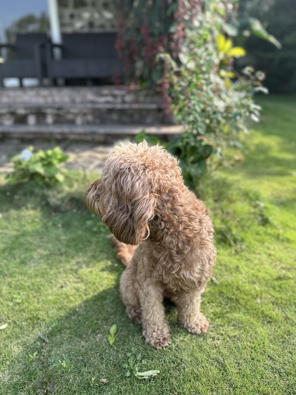 Happy dog at Moonstone Cottage Kamshet off-leash grounds