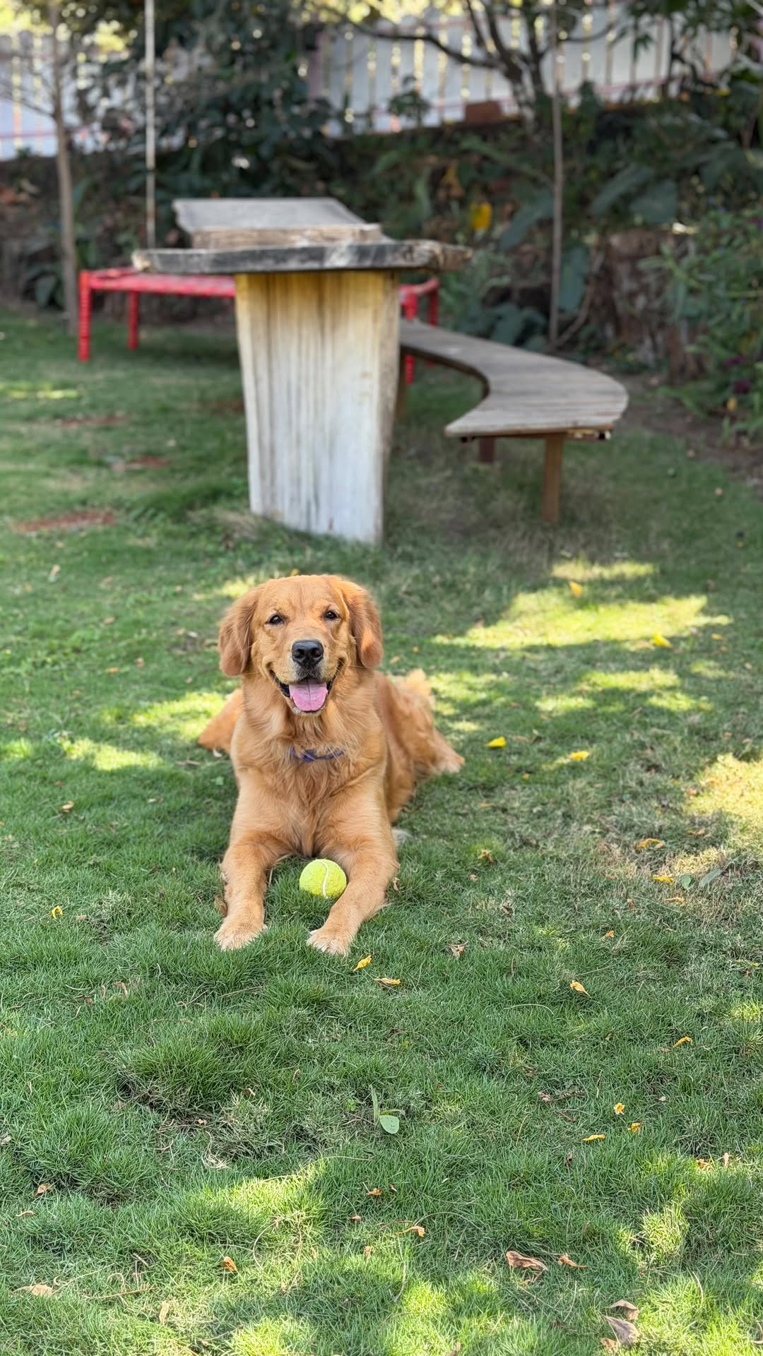 Dog friendly grounds Moonstone Cottage Kamshet