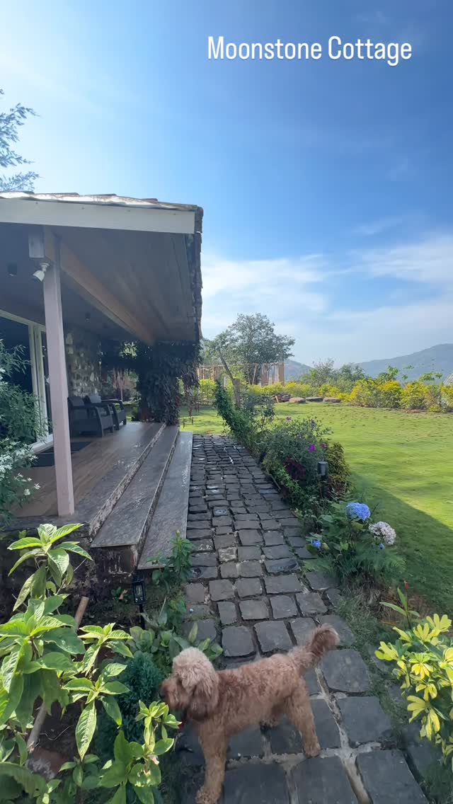 Dog running freely off-leash grounds Moonstone Cottage Kamshet