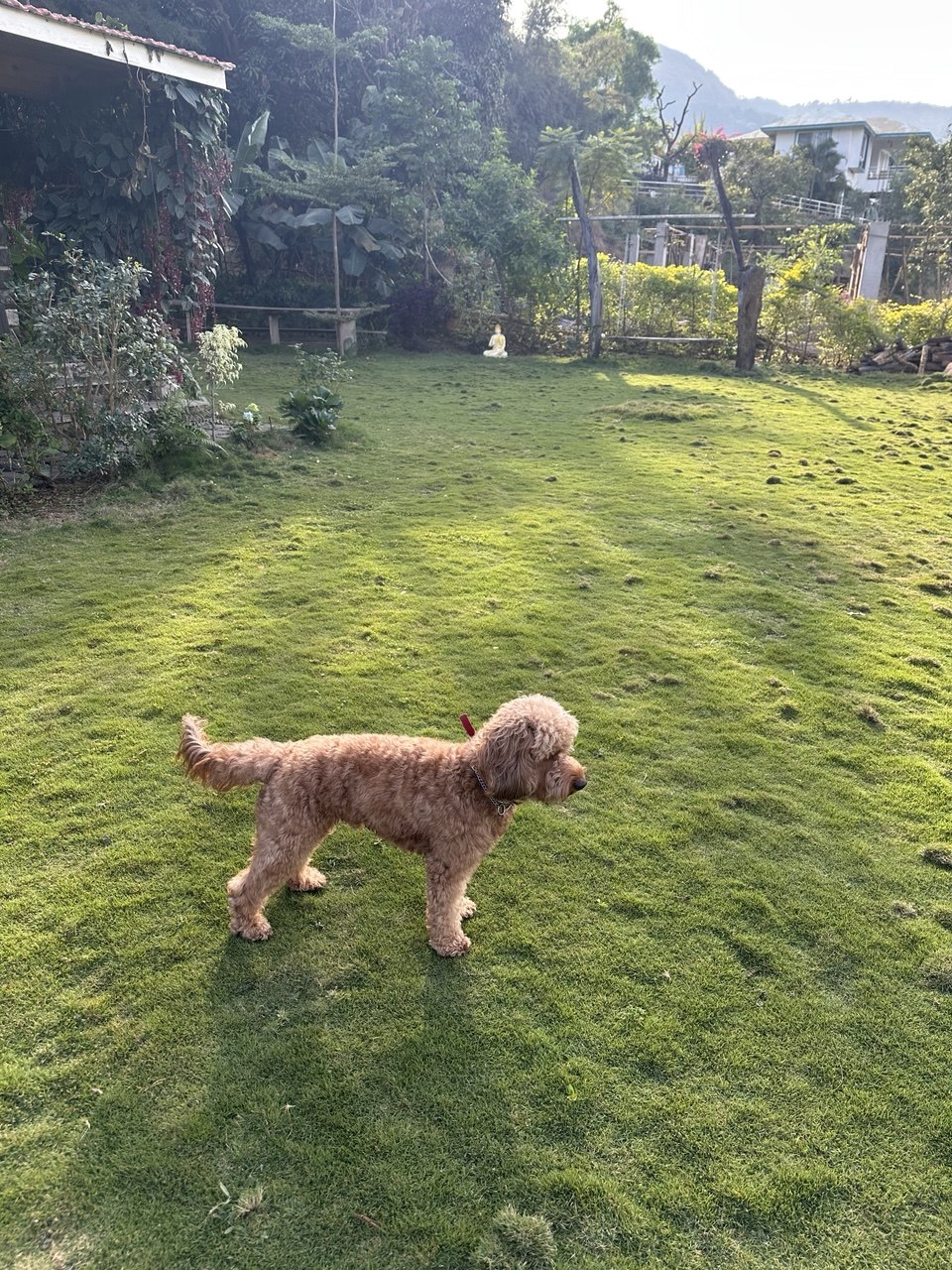Dog exploring grounds Moonstone Cottage Kamshet