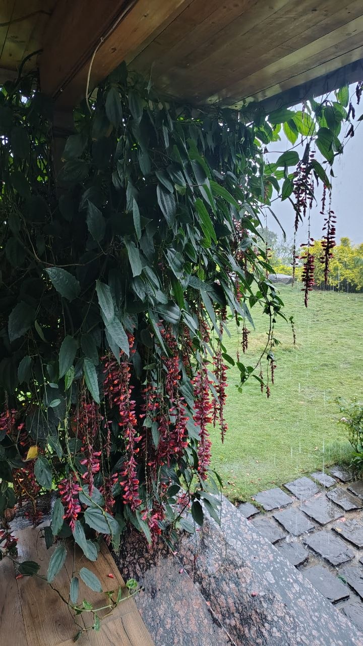 Open lawn morning Moonstone Cottage Kamshet